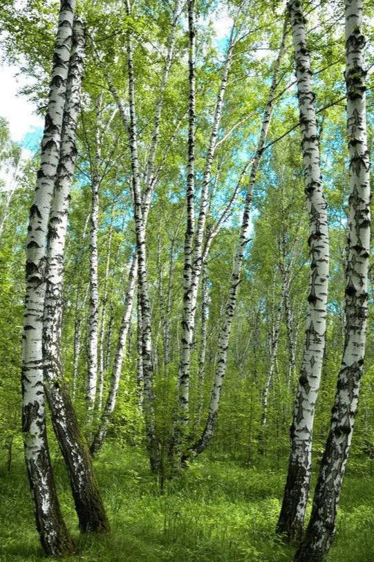 Beržų lapų
