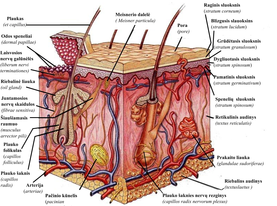 plaukų ir šaknų struktūra